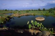 ponds