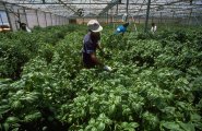 greenhouse