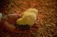before they were broilers